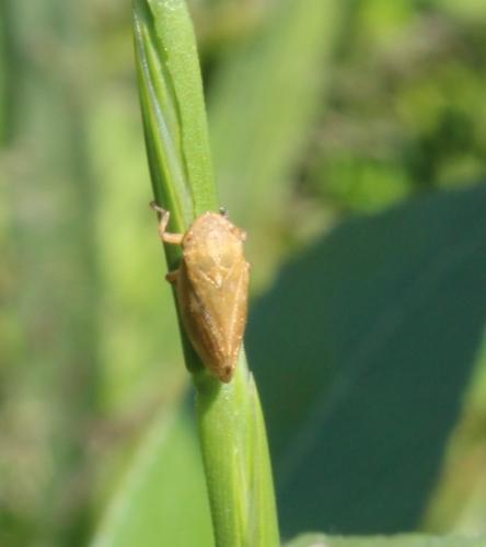 Philaenus spumarius